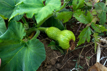 Obraz premium A young green ornamental pumpkin, tapered in the middle resembling an hourglass, grows in the field on a summer day. Agricultural concept
