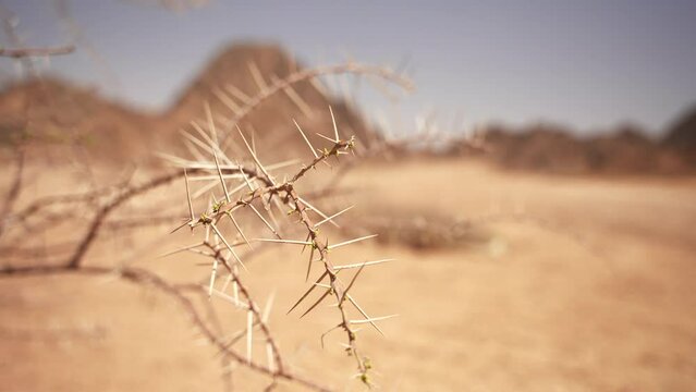 Close up of dry Alhagi three branch with the desert in the blurred background