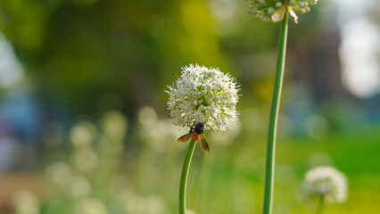 Close Up of onion flowers growing in the green field. white flowers or seeds. Honey bee collecting nectar and sitting on flower blurred background.Plant with fresh blooming buds. (Allium cepa)