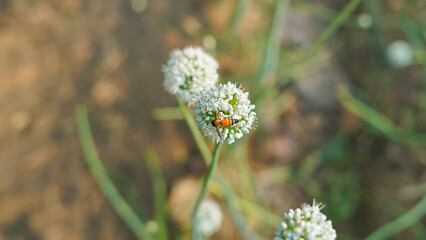 Close Up of onion flowers growing in the green field. white flowers or seeds. Honey bee collecting nectar and sitting on flower blurred background.Plant with fresh blooming buds. (Allium cepa)