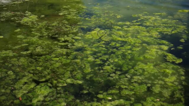 Water covered with green algae. Background of green algae blooming in the lake. Global environmental pollution. Green waters in a lake, river, bay, pond, pool.