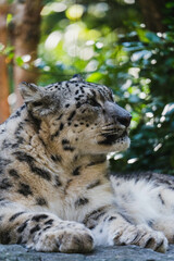 snow leopard portrait