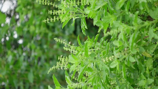 Asian basil plant in the garden, vertical video
