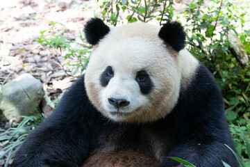 Fototapeta premium Close up funny panda, Ao LIao aka Oreo, Panda Valley, China