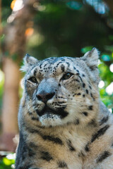 Obraz premium close up portrait of a snow leopard