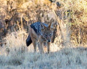 Jackal running towards camera