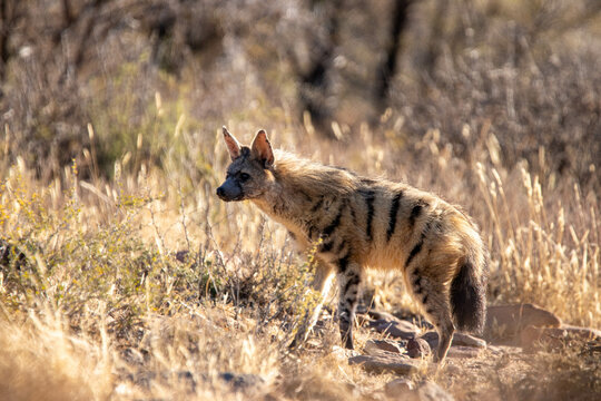 Aardwolf standing tall