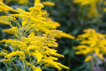 Yellow flowers of goldenrod or Solidago canadensis, Canada goldenrod or Canadian goldenrod plant.