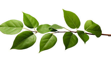 Ficus benjamina leaf