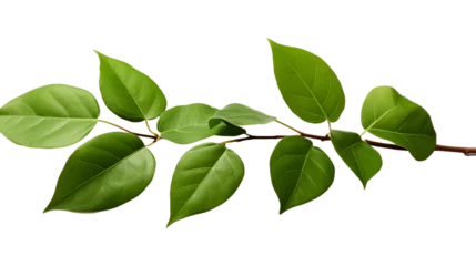 Tuinposter Ficus benjamina leaf © Saikat