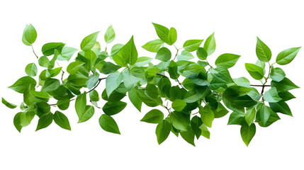 Fototapeta na wymiar Green leaves on a white transparent background