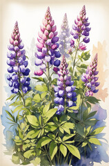 bouquet of lupins