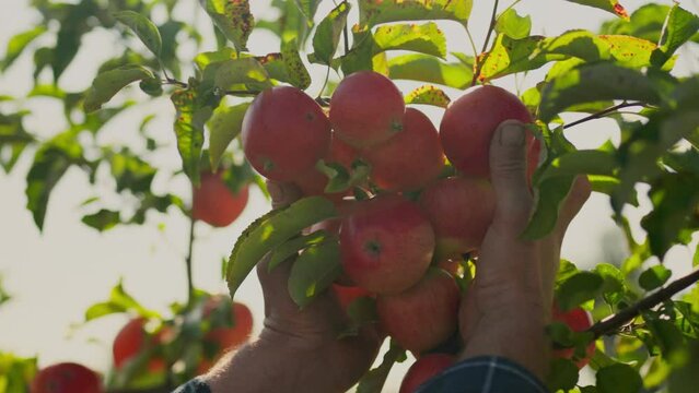 An experienced farmer and agronomist will check the harvest of ripe apples. Looks at apples growing on a tree. A passionate farmer checks his crop for ripeness. Apple harvest in late autumn