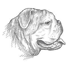 Hand drawn sketch of English Bulldog head profile with open mouth in black isolated on white background. 