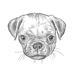 Hand drawn sketch of cute puppy Pug head in black isolated on white background. 