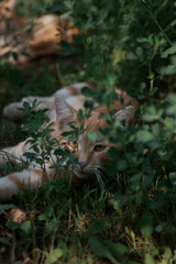 tiger cat in the garden. tiger cat in the grass. portrait of a cat