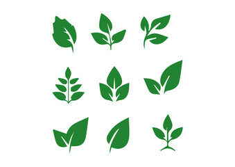 vector colorful willow leaf, leaf illustration design