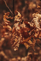 golden autumn leaves