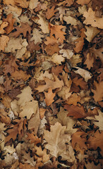 autumn leaves background