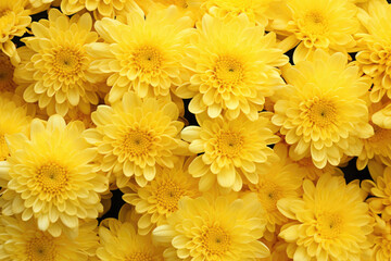 Yellow chrysanthemum flowers background