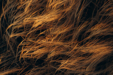 wheat at sunset wallpaper