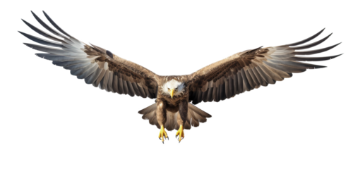 Eagle in flight. Eagle on a light, transparent background. PNG file. Generative AI