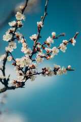 цвітіння вишні навесні