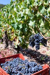 Cannonau grape harvest. Box with grapes harvested between the rows of the vineyard. Agriculture.