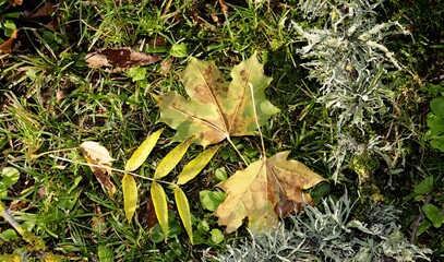 autumn leaves on the ground