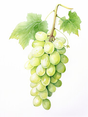 Fototapeta premium Collection { No1 } Homegrown Grape Wine Products Made at Eco Sustainable Farm: Red Pink, White, Green, Grapes, Cheese, Grapes in Hands, Glass of Wine, Leaves, Grapes in Basket, Vineyard.