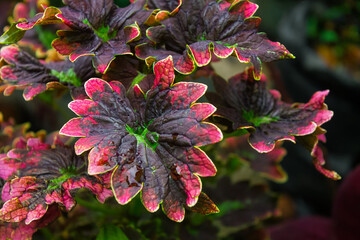 miana ornamental plant leaf texture