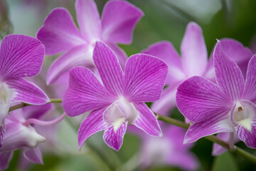 Purple or Dark pink orchid flowers (Dendrobium) blooming in the garden on green leaf background.