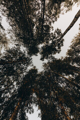 autumn trees view from below