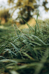 grass in the morning