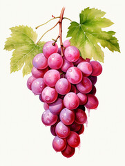 Fototapeta premium Watercolour Collection { No1 } Homegrown Grape Wine Products Made at Eco Sustainable Farm: Red Pink, White, Green, Grapes, Cheese, Grapes in Hands, Glass of Wine, Leaves, Grapes in Basket, Vineyard.