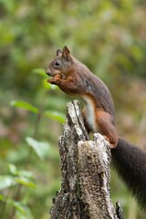 Naklejka na ściany i meble Eurasian red squirrel (Sciurus vulgaris) sitting on an old tree stump eating a hazelnut holding using both paws to hold it