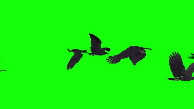 Flock of Black Raven Birds - Flying Over Screen - Realistic 3D animation isolated on green background