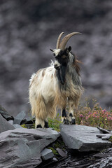 British Primitive Goat (Capra hircus) aka Feral Goat in a Disused Slate Quarry in Snowdonia - 658336636