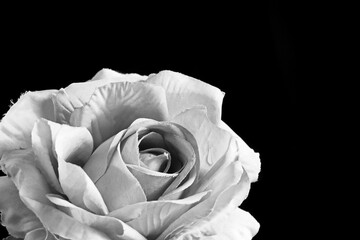 black and white artificial rose on a black background. Minimalist Still life photography
