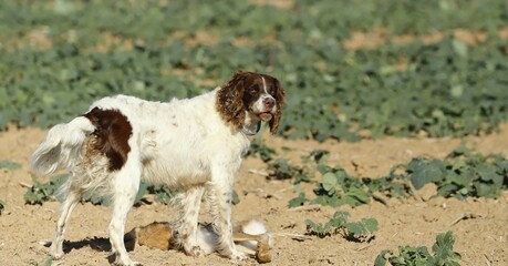 Epagneul Français et son lièvre. Règle première, ne pas y toucher! © Cécile