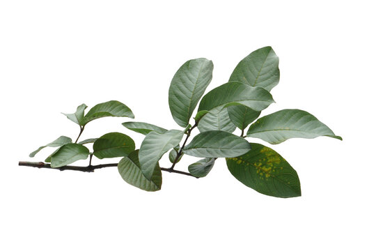 branch of guava leaves.	
