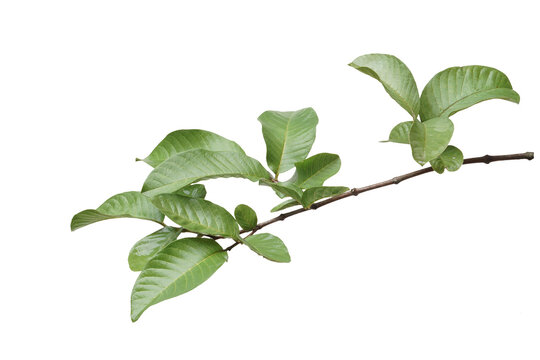 Fresh branch of guava leaves.	
