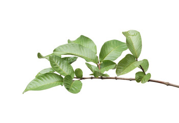 Fresh branch of guava isolated 