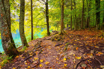 Forest path around the Laghi di Fusine inferior lake, Tarvisio, Italy. Amazing autumn landscape...