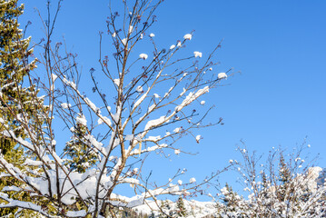 Branches of a leafless tree covered with fresh snow against blue winter sky. Natural background.