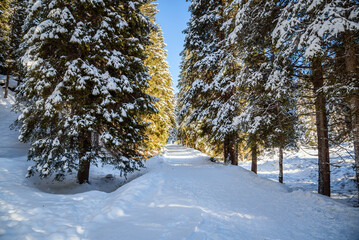 Deserted snow covered mountain road lined with snowy pine trees on a sunny winter day