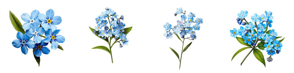 Forget Me Not  Flower Hyperrealistic Highly Detailed Isolated On Plain White Background
