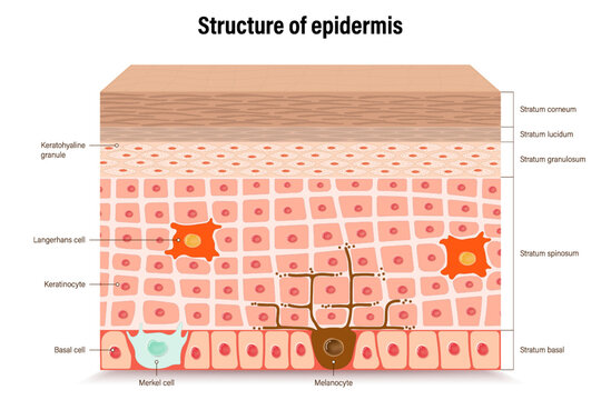 Structure of epidermis vector. Cross section of the epidermis. Human skin anatomy. Layers of a human skin. 