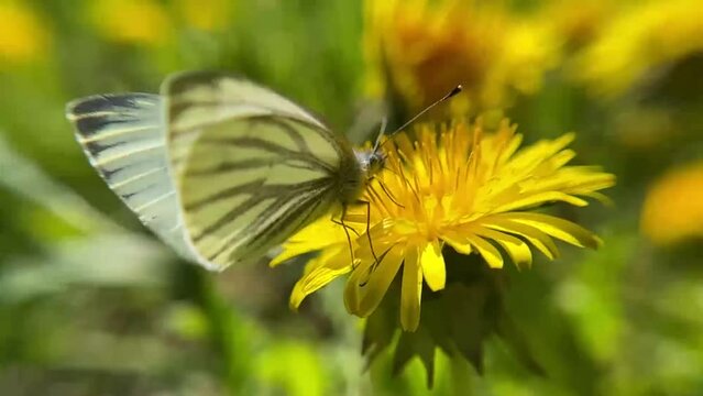 A white butterfly on a yellow dandelion
