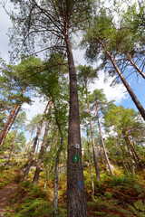 Forest sign on a tree in the Franchard gorge. Fontainebleau forest